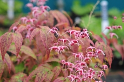 Pink to red flowers over heavily mottled foliage